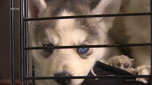 Un bărbat din Suceava și-a ucis în bătaie câinele și l-a pus apoi într-un sac, în spatele casei. Câți ani de închisoare riscă