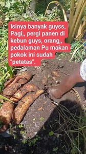 isinya banyak sx semangat mama di pedalaman papua pegunungan #sorotansemuaorang | Linda Lin Holinda