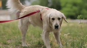 Golden Retriever Golden Retriever Sniffs Ground Stock Footage Video (100% Royalty-free) 1105330507 | Shutterstock