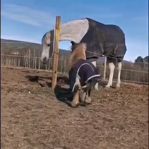 1K views · 50 reactions | Hi...  ———————————  @mystubborncob | Equine Science Center - Equinec | Facebook