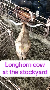 15K views · 179 reactions | Longhorn cow at the sale barn #cow #farmer #cattle #farming | thecussingfarmers | Facebook