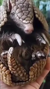 #Dasypus #novemcinctus #nine-#banded# armadillo# hairy long# nosed #armadillo# yepess mulita
