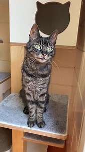 Graag stellen wij u voor aan deze lieve, wat oudere dame genaamd Kitty. Wat een onwijs lief poesje is zij! Wij begrijpen dan ook niet dat Kitty hier nog in de opvang verblijft. Komt het misschien door haar leeftijd? Maar zo oud is zij toch ook weer niet... Kitty is een sociaal poesje, vind het heerlijk om te knuffelen en is graag in het gezelschap van mensen. Ze is rustig van karakter en ligt graag naast of bij je op de bank. Wie wil dat nou niet? Voor meer informatie over Kitty kunt u een kijkj