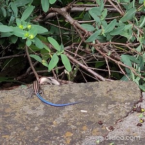 1.7K views · 76 reactions | These two common five-lined skinks (Plestiodon fasciatus) were found battling it out on the Visitor Center plaza. Though skinks can be aggressive during mating, these two were likely fighting over territory because they haven’t reached sexual maturity. Over time, their bright blue tails will fade and they will develop a bright orange and red face, which gets brighter during summer months to attract a female companion. | Ijams Nature Center | Facebook