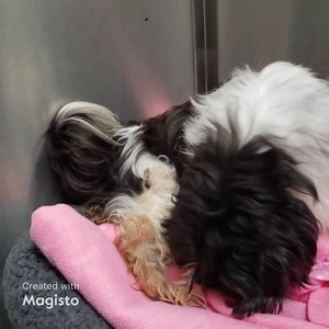 28K views · 974 reactions | Happy update, Angie has been rescued by...