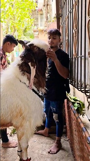 Biggest Andu Bakra 🔥 #bakraeid #bakraeid2025 #bakraeidspecial #bakra #goats #trending #biggoats