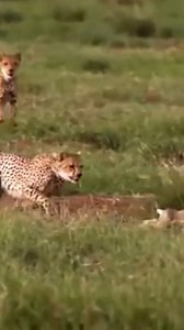 44K views · 420 reactions | Our Animal Wildlife on Reels | Facebook