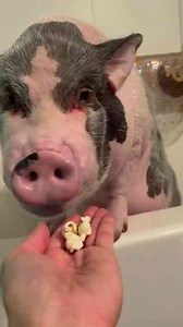 Popcorn + Bath = Less Complaining 🫧🍿🐽