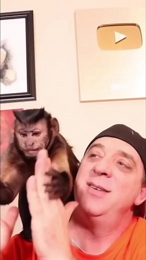 19K views · 961 reactions | Monkey walnut party #monkey #cute #eating #pets #nuts | MonkeyBoo | Facebook