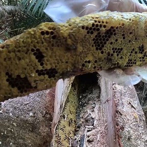 1.3K views · 76 reactions | Natural honey Cut out of a tree | Wild Honey Hunting | Bees Reels | Facebook
