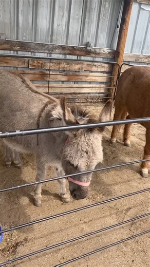 2.7K views · 11 reactions | What better way to spend an afternoon than at @thewishingstarfarm’s Spring Fling? Enjoy their petting zoo, bounce houses, hay ride, maze and Jackson the Dancing Donkey! 𢡊 https://www.wishingstarfarm.com/spring-fling | Visit Colorado Springs | Facebook
