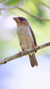 165 reactions | The Adult Brown Barbet (Caloramphus fuliginosus), a...