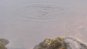 1K views · 47 reactions | This over wintering female long-tailed duck was filmed at our Spey Bay coastal reserve in Moray.  © Beth Harwood, Reserve Project Officer Spey Catchment Initiative WDC Scottish Dolphin Centre | Scottish Wildlife Trust | Facebook