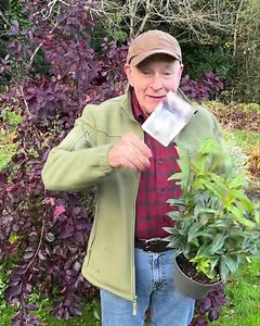 24 reactions | #add WEBSHOP https://pergolanurseries.ecwid.com Plant...