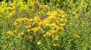 St Johns Wort Hypericum Perforatum Medicinal Stock Footage Video (100% Royalty-free) 10639310 | Shutterstock