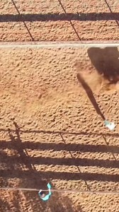 3.2K views · 244 reactions | Not sure how to step onto a Cattle...