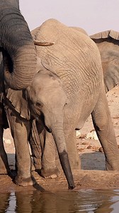 **Young Elephant Quenching its Thirst in Dry Etosha National Park!** | Madbookings - Travel Experts in Africa & Asia | Facebook