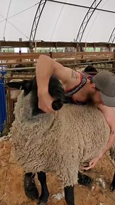88K views · 300 reactions | Sheep Farming: Shearing Suffolk Ram This...