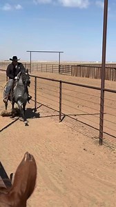 We interrupt your viewing to bring to you…Tic Tick Boom Boon a 3 year old stud by Smooth As A Cat! Now back to watching all of the head horses go in Fort Worth! | agnesehorsemanship
