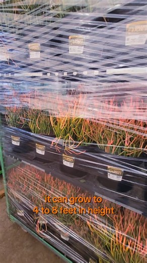 25K views · 102 reactions | Meet our fiery Firestick!  Straight from our facilities, these vibrant beauties are ready to light up your space. Head to your local @homedepot and bring home a touch of desert flair today! | Smart Planet Plants | Facebook