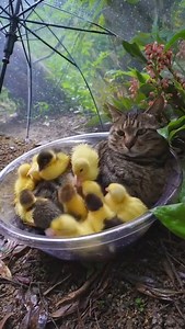 13K views · 627 reactions | The chicks dig him  | Yes We Canada | Facebook