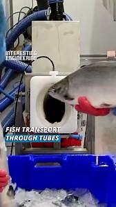 577K views · 1.8K reactions | This is the new fish transport. Worker conveys fishes fast through the tubes despite the long distance. These fishes are sent alive to the other point of the tube. | Interesting Engineering | Facebook