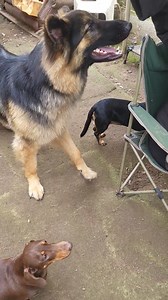 Kodi, Reefs telling you that's naughty 🤣🤣🤣🤣 | Hinckley Pets in Home