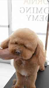 Teddy bear face trim! #doggrooming | Northern California Grooming Academy