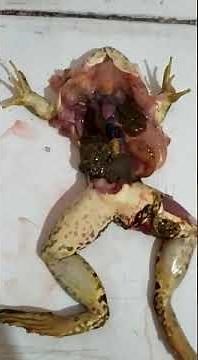 dissection d'une grenouille