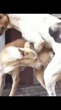 Natural Animal Meeting|cow Bull and Buffalo|#hybridmating|#crossmeeting