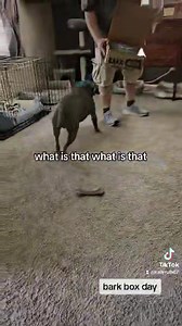 The Humane Society of Lawrence County PA on Reels