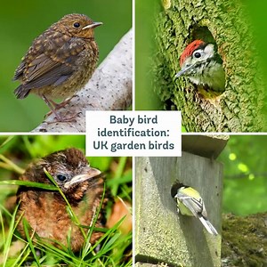 7.8K views · 291 reactions | Garden bird chicks - known as fledglings...