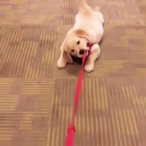 27 reactions | When you are too lazy for everything ......This Is Really Cute | The Ultimate Dogs | Facebook