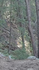 Mountain Lion calling out! SOUND ON 🔉 #mountaionlion #lion #cougar #wildlife #naturephotography #wild #viralreelsfbpage | High Altitude Pagosa