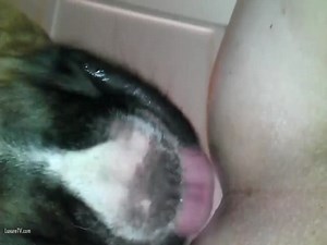 Gay dog anal