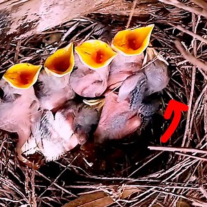 21 reactions | Baby bird Great myna, a mother calls for food, but the baby refuses to get out of bed | Review Bird All | Facebook