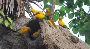 3.2K views · 296 reactions | ⭕️ Save Help and Protect Parrots.. The...