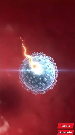 Fertilization and Pregnancy Explained in 3D | How a Baby is Formed Step by Step (Human Reproduction)