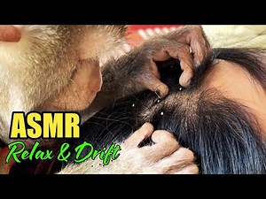 The Most Satisfying Monkey Grooming Human ASMR