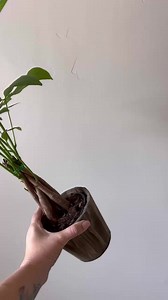 5.9K views · 80 reactions | Looking to send a Graduation gift? Send them a Money Tree - known as a symbol of luck and prosperity 爛 #arrangements #bouquet #pretty #flowers #graduation #gradgift | From You Flowers | Facebook