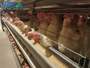 [Hot Item] 2025 Hot Sale Poultry Farming Battery Cage System Automatic Feeding Watering Ventilation Manure Removal Layer Chicken Cage
