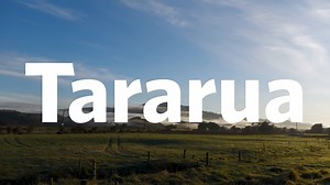 As construction continues on the Te Ahu a Turanga: Manawatū Tararua Highway, dedicated planting teams are working hard in gullies, hillsides, farmland, and tributaries surrounding the project. This mahi is part of the project’s Treading Lightly principle, and involves an extensive native planting programme designed to reduce the environmental impact of the highway’s construction. Across the duration of the project, more than 1.8 million native wetland and riparian plants will be planted across f