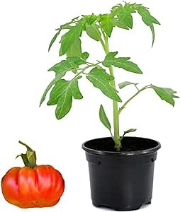Easy to Grow Tomato Beefmaster - 2 Potted Plants in Quart Grower Pots, Summer Fruit Vegetable Garden in Full Sun