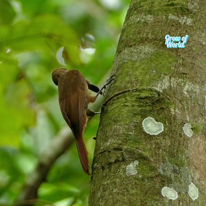 34 reactions | Plain Brown Woodcreper destroying and eating moth while perched on tree | Room animals | Facebook