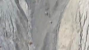 Snow leopard hunts a sheep