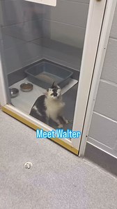 **ADOPTED! 📣💙 MY ADOPTION FEE HAS BEEN COVERED!🥹😍 Hi everyone, My name is Walter! I’ve had quite a rough go. I was brought in to the SPCA as a stray with a wound that needed care immediately; this is why I may look a little disheveled! But I promise you I have a heart of gold. I am very friendly and sweet and the staff at the SPCA all love me. I would love to start my next stage of life in a loving home with people who care for me and call me family. Please contact the Orillia SPCA to book a