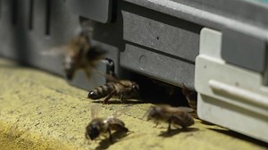 Bees, pollen, hive - Close-up view of bees with colorful pollen on legs near beehive entrance, 240 fps slow motion, pollination process in nature. Apis mellifera