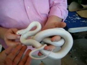 Leucistic Texas Rat Snake, HMNS