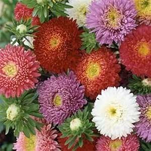 Amazon.com : Outsidepride 10,000 Pcs Aster Seeds - Powder Puff Annual, Hardy & Pollinator Friendly Flower Seeds for Planting Vibrant Mix, Ideal for Meadows & Aesthetic Gardens : Flowering Plants : Patio, Lawn & Garden