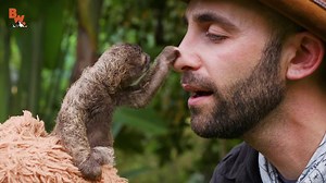 Have you ever seen anything cuter than this baby sloth?! Get ready... Coyote meets the CUTEST baby sloth EVER! | Coyote Peterson